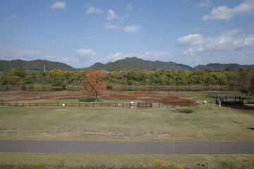 岡山県寄島町の瀬戸内海とエッケシソウ