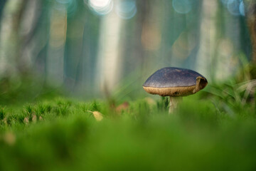Leccinum melaneum or blackhead bolete, blackhead Leccinum