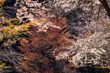 桜が咲き、草木が芽吹く里山の春