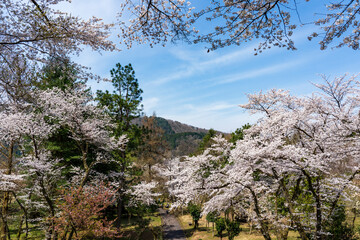 桜が咲き、草木が芽吹く里山の春