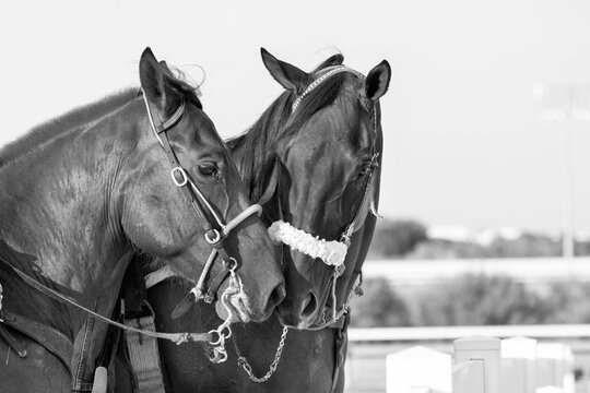 two caring horses black and white photo