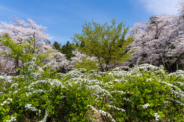 桜が咲き、草木が芽吹く里山の春