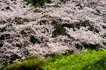桜が咲き、草木が芽吹く里山の春