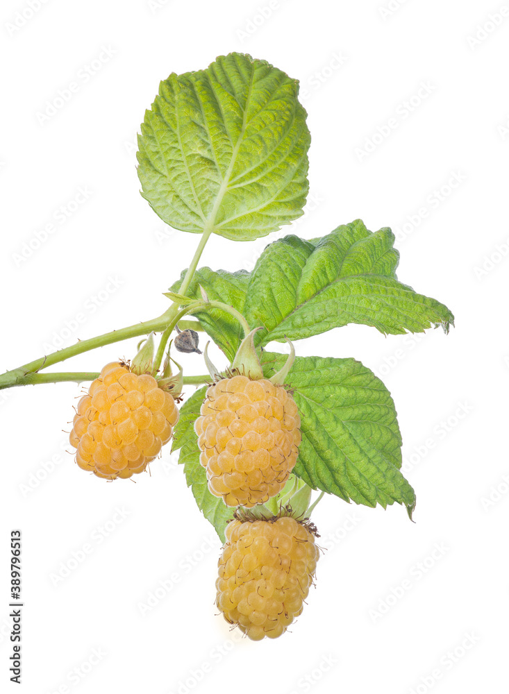 Wall mural yellow ripe three raspberries with green leaves isolated on white