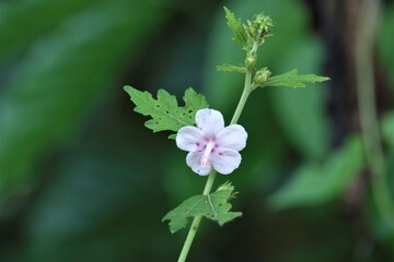 Pavonia is a genus of flowering plants in the mallow family, Malvaceae