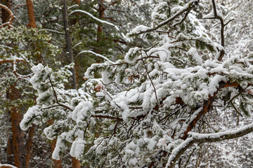 beautiful winter landscape with Christmas trees in the snow for Christmas and New year in the forest
