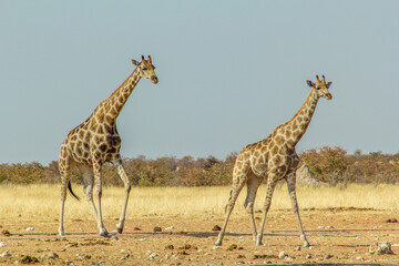 Grupo de jirafas (giraffa camelopardalis) buscando agua en un manatial cerca de Galton Gate, en el Parque Nacional de Etosha, Namibia.