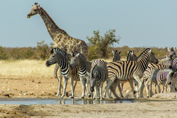 Fototapeta na wymiar Grupo de cebras cerca de un manantial en primer plano. Tras ellas, una jirafa. Paruqe Nacional de Etosha, Namibia.