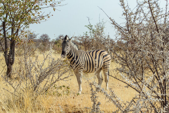 Ejemplar solitario de cebra de las llanuras adulta en el centro del plano detrás de árboles y arbustos secos en el parque Nacional de Etosha, en Namibia.