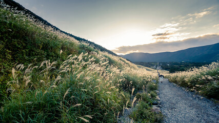 Japanese pampas grass field in Hakone, Japan.
