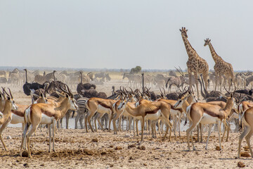 Fototapeta na wymiar Gruo de numerosos animales de diferentes especies reunidos cerca del pozo de ozonjuitji m'bari en el Parque Nacional de Etosha, en Namibia durante la época seca, los animales se reúnen cerca del agua.