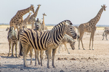 Fototapeta na wymiar Cebra de las llanuras (equus quagga) en un manantial de ozonjuitji m'bari, en el Parque Nacional de Etosha, en el norte de Namibia, durante un dia soleado de la época seca. En el fondo hay jirafas.