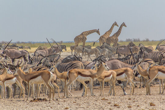 Multitud de animales de diversas especies (cebras, gacelas, oryx y jirafas) en el abrevadero de ozonjuitji m'bari, en el Parque Nacional de Etosha durante la estaci&oacute;n seca.