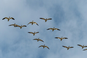 a flock of beautiful snow geese flew over head under cloudy blue sky
