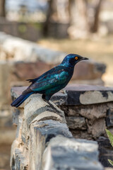 Estornino de Burchell descansando sobre un muro de piedra en el área de descanso de Okaukuejo, en el Parque Nacional de Etosha, en Namibia.