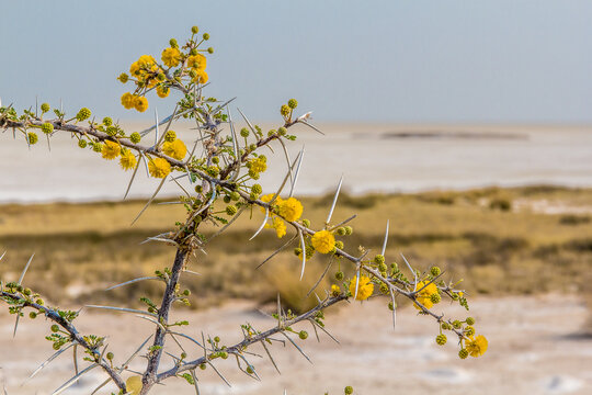 Giraffe thorn or camel thorn (Vachellia erioloba) flowered tree in the foreground with the Etosha Pan in the background. Etosha National Park, Namibia.