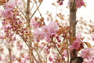 the blooming oriental cherry  in China