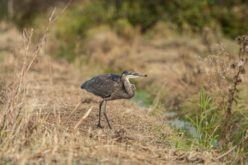 Obraz na płótnie Canvas one great blue heron trying to find some food near a brown grasses covered ditch in the park
