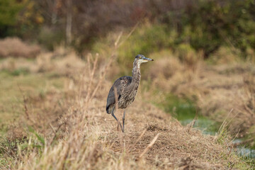 Obraz na płótnie Canvas one great blue heron walking on the grassland filled with tall brown grasses on an overcast day