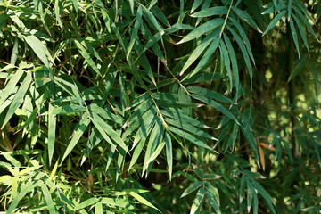 Bamboo leaves with background.