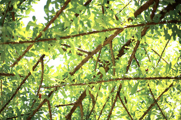 Green leaves and branches with background.