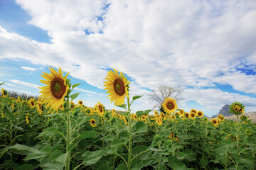 Sunflower on field at sky.