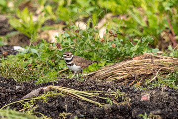 one killdeer plover bird walking around in the farm land filled with beets searching for bugs to fill its stomach. 