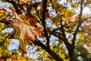 Autumn leaves clinging to the tree