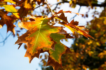 Autumn leaves clinging to the tree