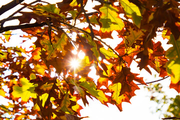 Autumn leaves clinging to the tree