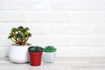 Houseplants in flowerpots on a table near white brick wall.