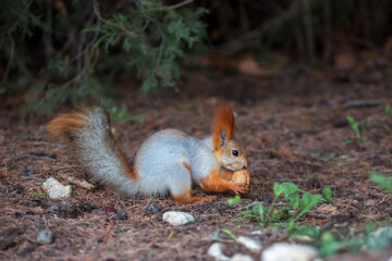 Cute squirrel eating nuts in the Park. Squirrel with fluffy tail close-up holding a nut, blurred background.