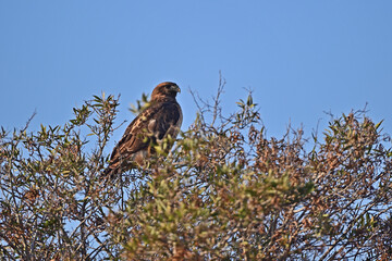 Cooper's Hawk resting on a Tree Top