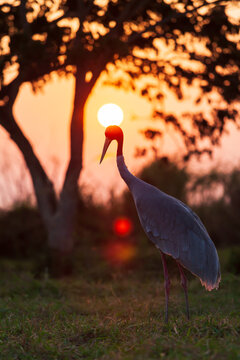 Sarus Crane relaxing on the grassland at sunset.