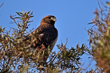 Cooper's Hawk resting on a Tree Top