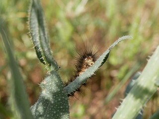 Naklejka premium A brown shaggy caterpillar with long hairs crawls on a green leaf on a Sunny summer day. Agricultural pests on the farm.