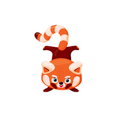 Red panda handstand. Cute baby red panda standing upside downisolated in white background. Vector illustration in cartoon style