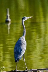 Fototapeta premium Gray heron near to the water