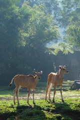 deer in the forest