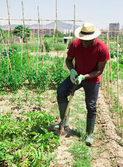 African american man digging weeds on the field with a shovel