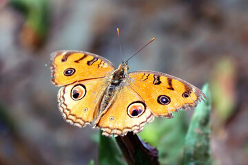 Peacock Pansy butterfly (Junonia almana) gets its name from the prominent eye spots on its wings. These 'eyes' can be suddenly displayed by opening its wings to startle predators.