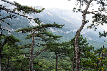 Fototapeta na wymiar Mountain view through trees in the Republic of Crimea, Russia. On the evening of September 20, 2020