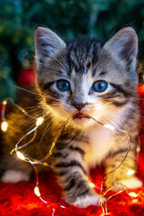 Christmas cat. Little curious funny striped kitten plays with Christmas lights garland on festive background. Cat chews lights.