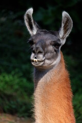 close up of a llama