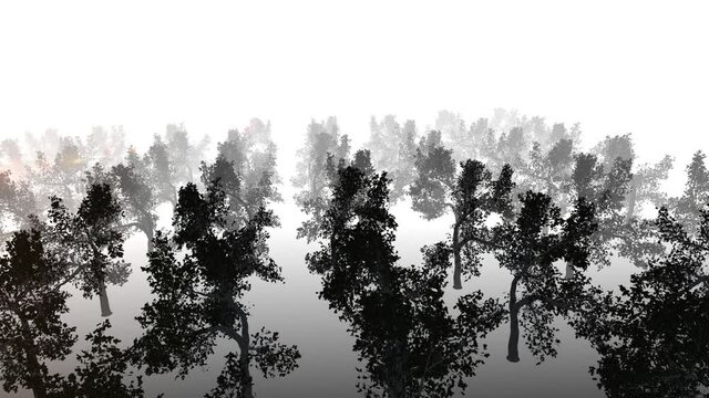 tree forest silhouette loop animation