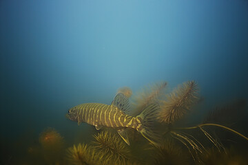 pike underwater photo lake / photo from diving in the lake, fish pike in the natural environment