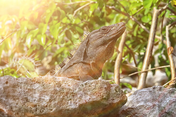 big iguana basking in the sun in mexico, animal yucatan