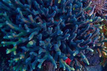 coral reef macro / texture, abstract marine ecosystem background on a coral reef