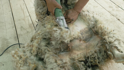 Men shearer shearing sheep at agricultural show in competition. The process by which wool fleece of...