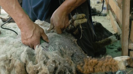 Men shearer shearing sheep at agricultural show in competition. The process by which wool fleece of a sheep is cut off. Electric professional sheep manual hair clipper sheep cutting shearing machine.